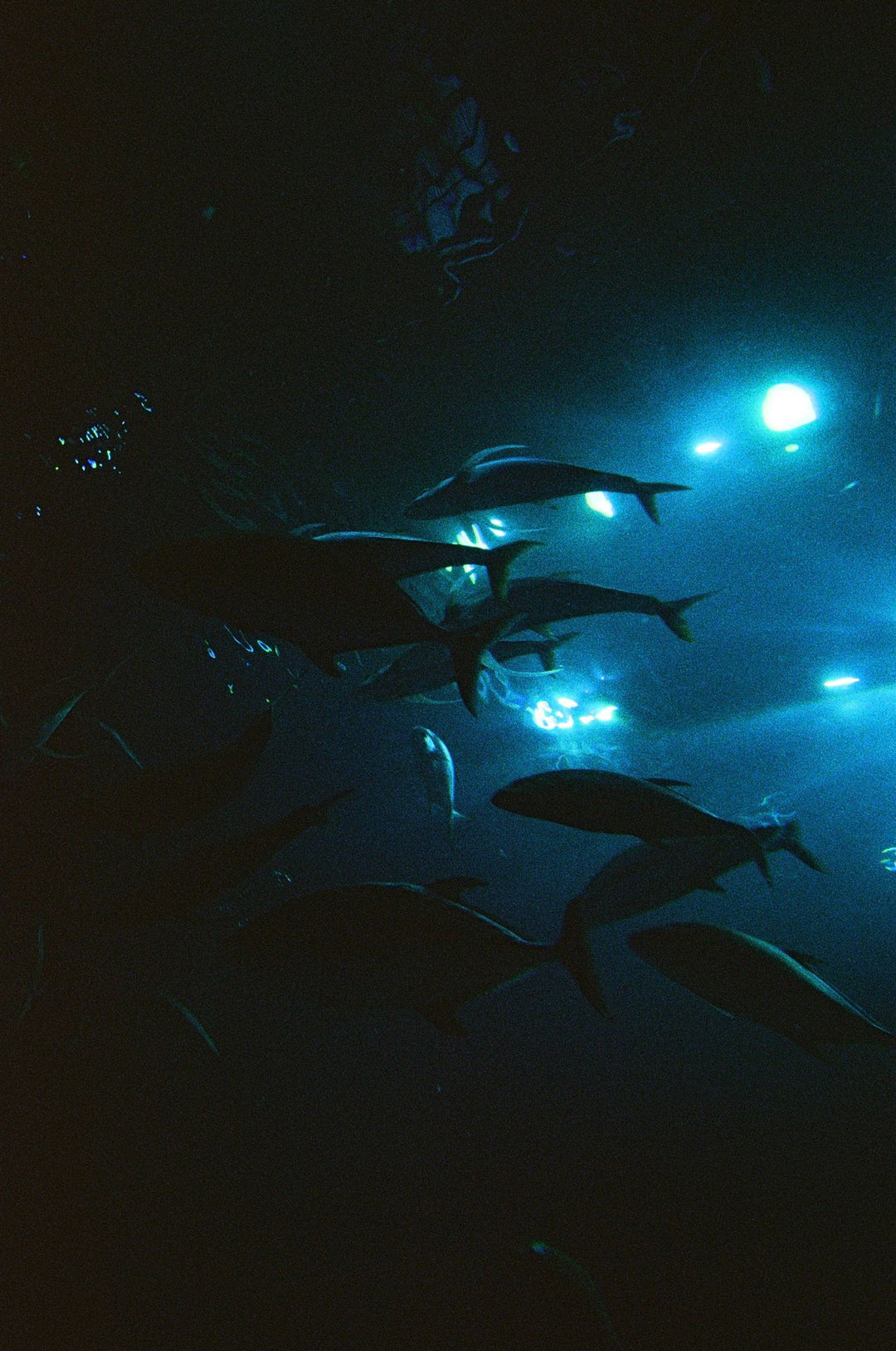 Kodak Snapic A1  [Pre-Order | Arrive early December]