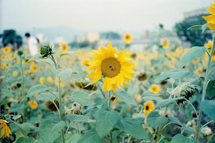 BT21 STAR 400, 27 Exp 35mm Film